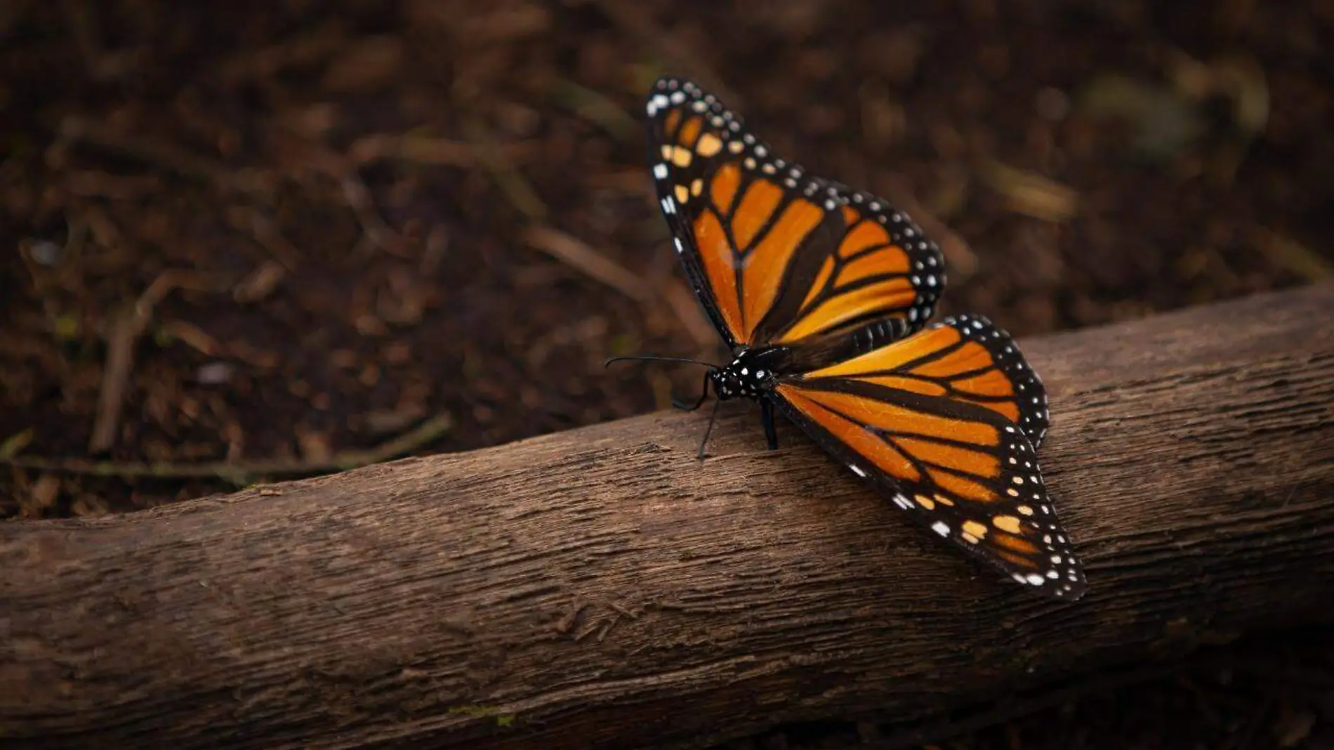 mariposa monarca